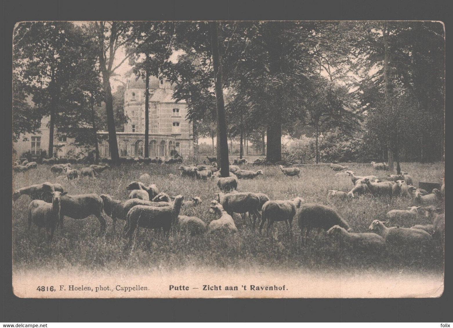 Putte - Zicht Aan 't Ravenhof - Schapen / Moutons / Sheep - Putte