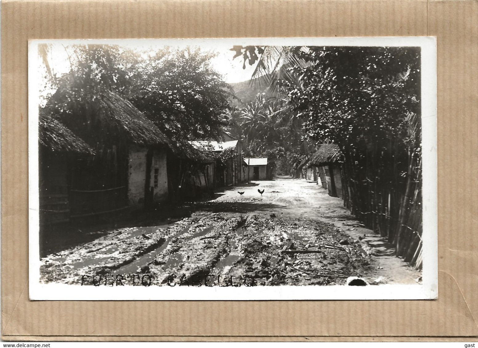 PUERTO  CABELLO    CARTE  PHOTO    UNE  RUE   ( 2 POULES  ) - Venezuela