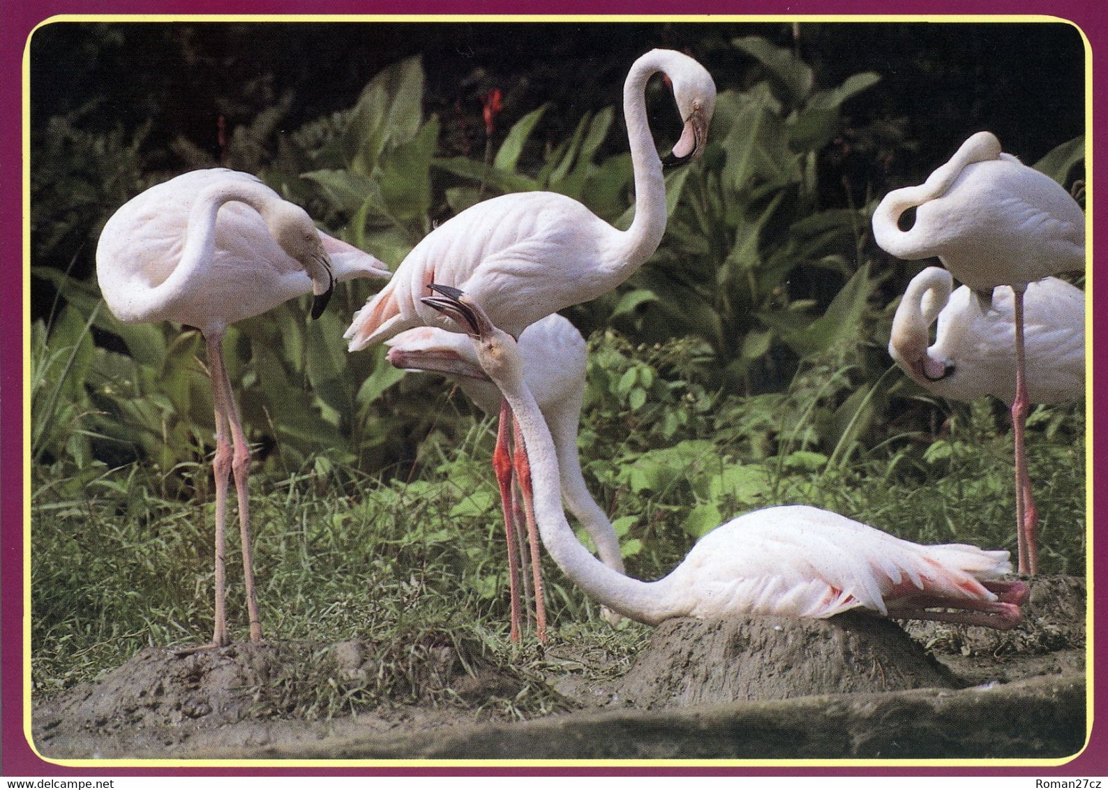 Tierpark Ueckermünde, Germany - Flamingos - Ückermünde