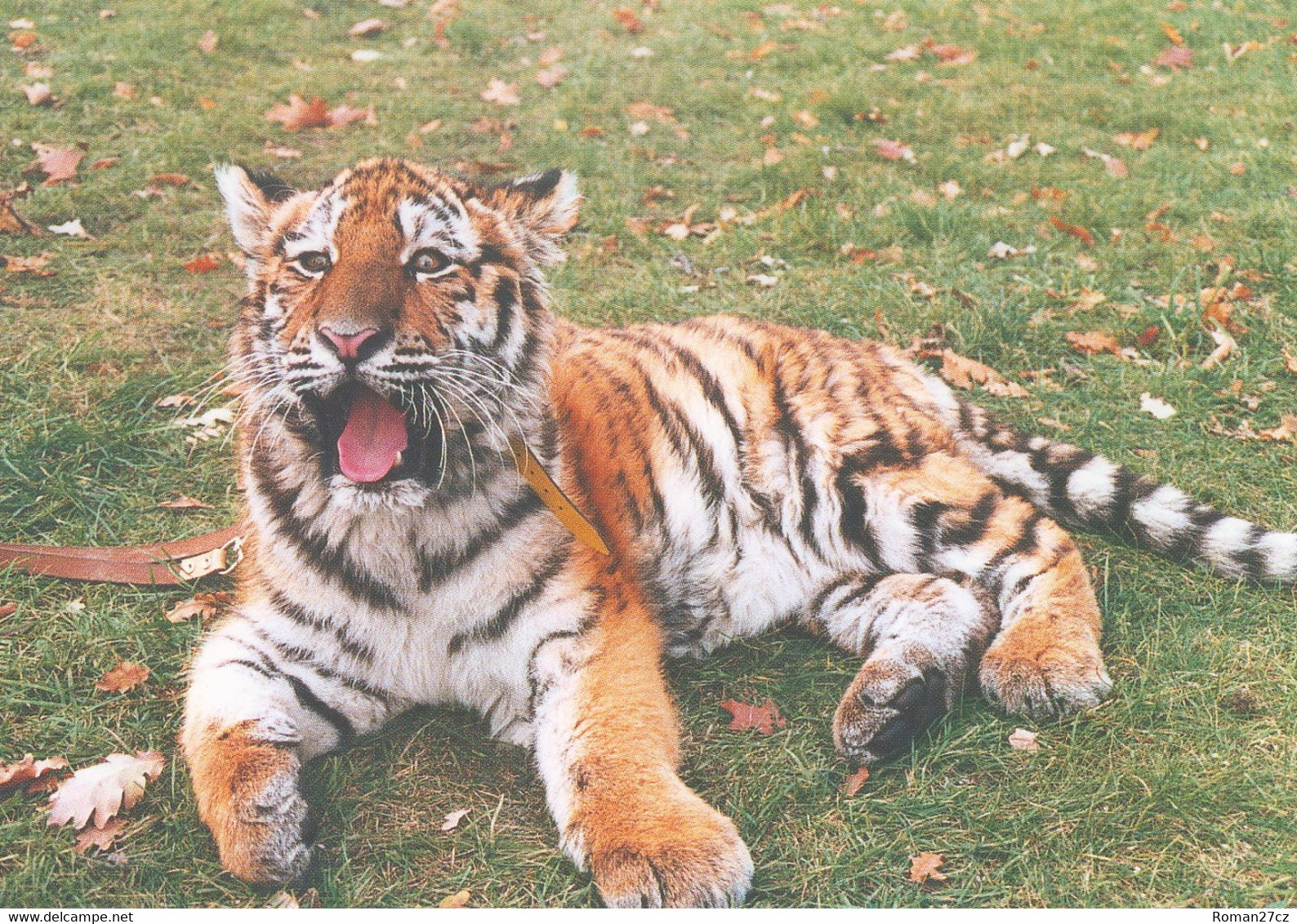 ZOO Hoyerswerda, DE - Tiger - Hoyerswerda