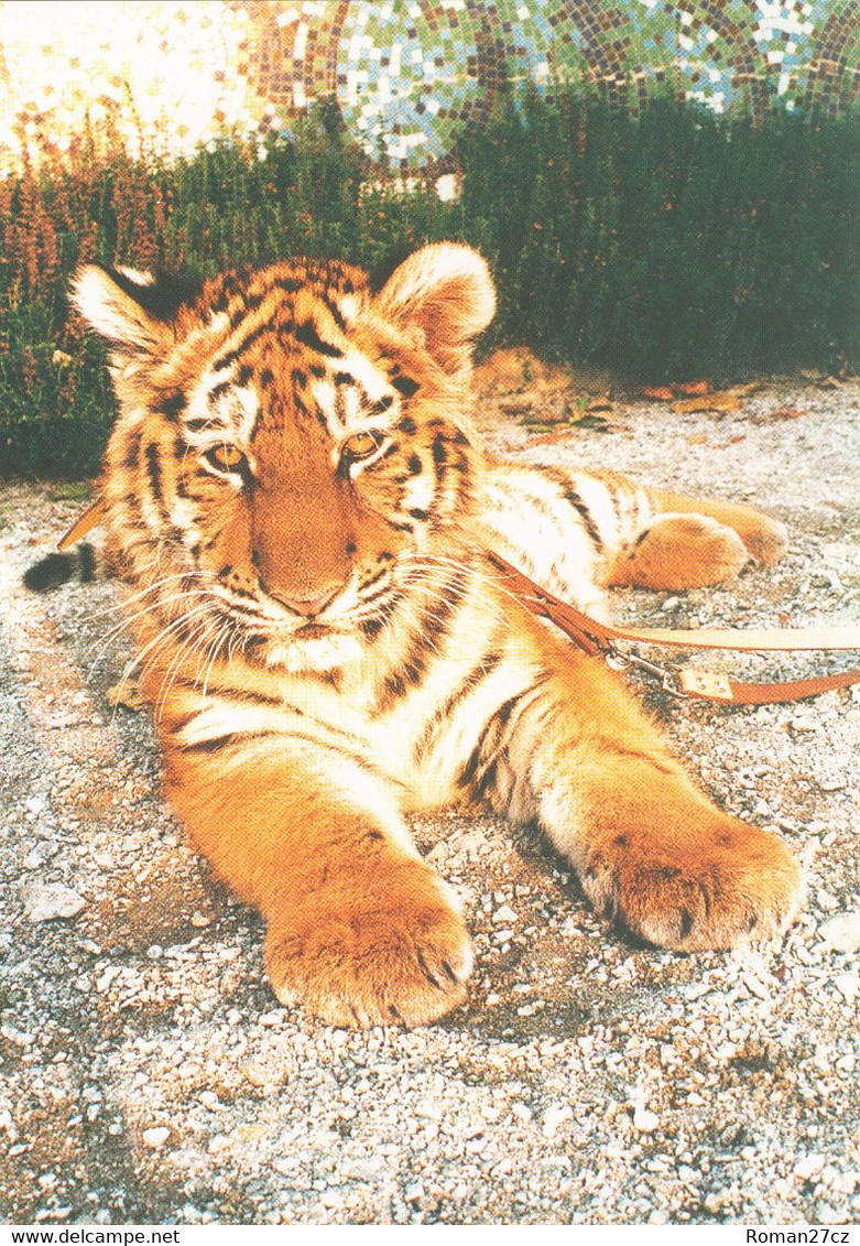 ZOO Hoyerswerda, DE - Tiger - Hoyerswerda