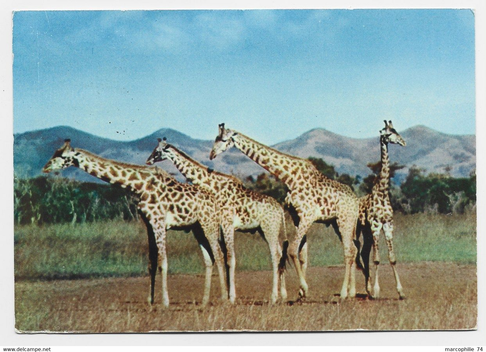 BASUTOLAND 1D SOLO GIRAFFES CARD  PUB AMORA MASERU 14.XI.1956 TO SUISSE - 1933-1964 Colonia Británica