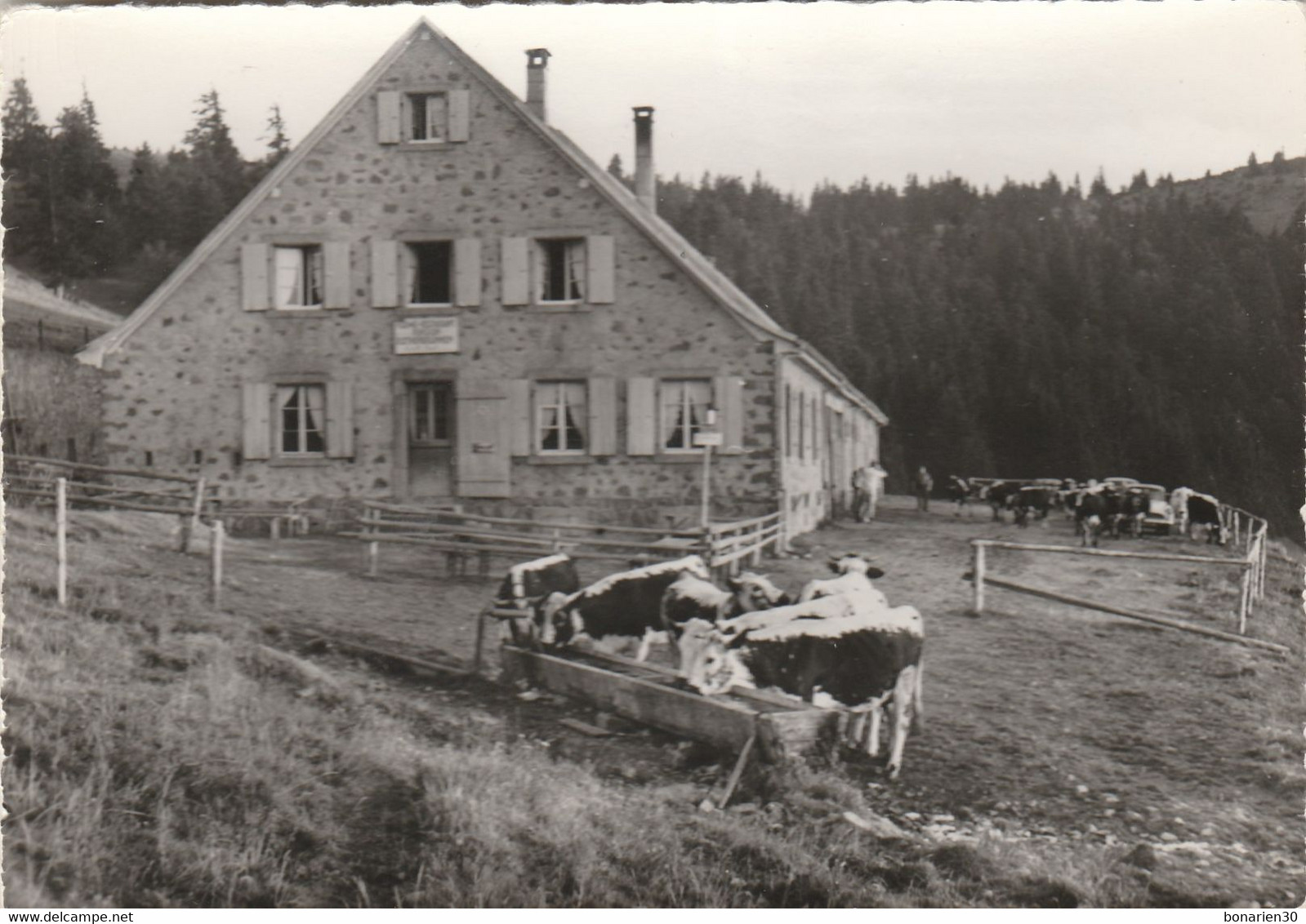 CPSM 68 ROTHENBRUNNEN FERME RESTAURANT BARB  TROUPEAU VACHES - Autres & Non Classés