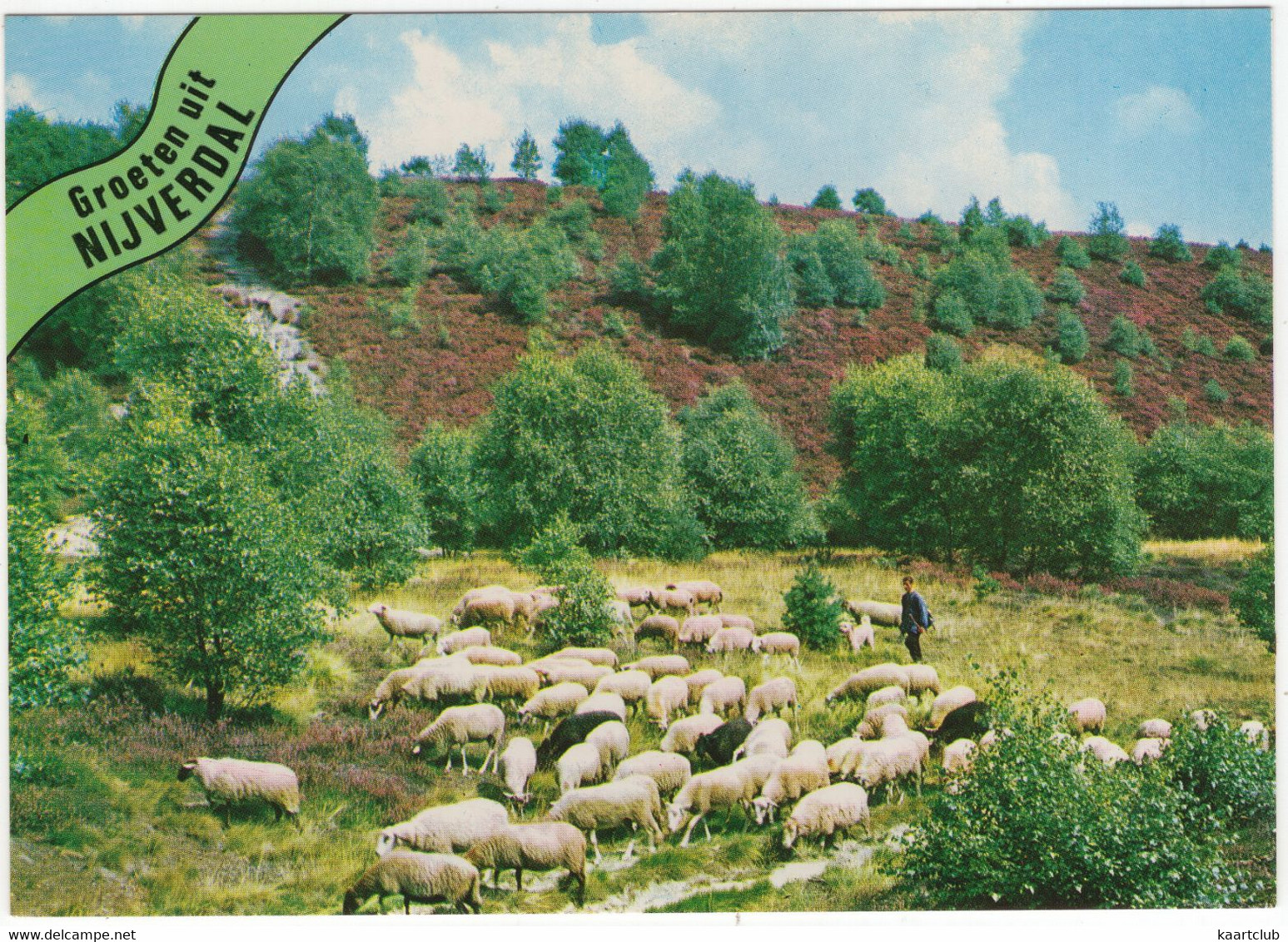 Groeten Uit Nijverdal - Schaapskudde, Herder, Bloeiende Heide - (Nederland) - Nr. 601 - Nijverdal