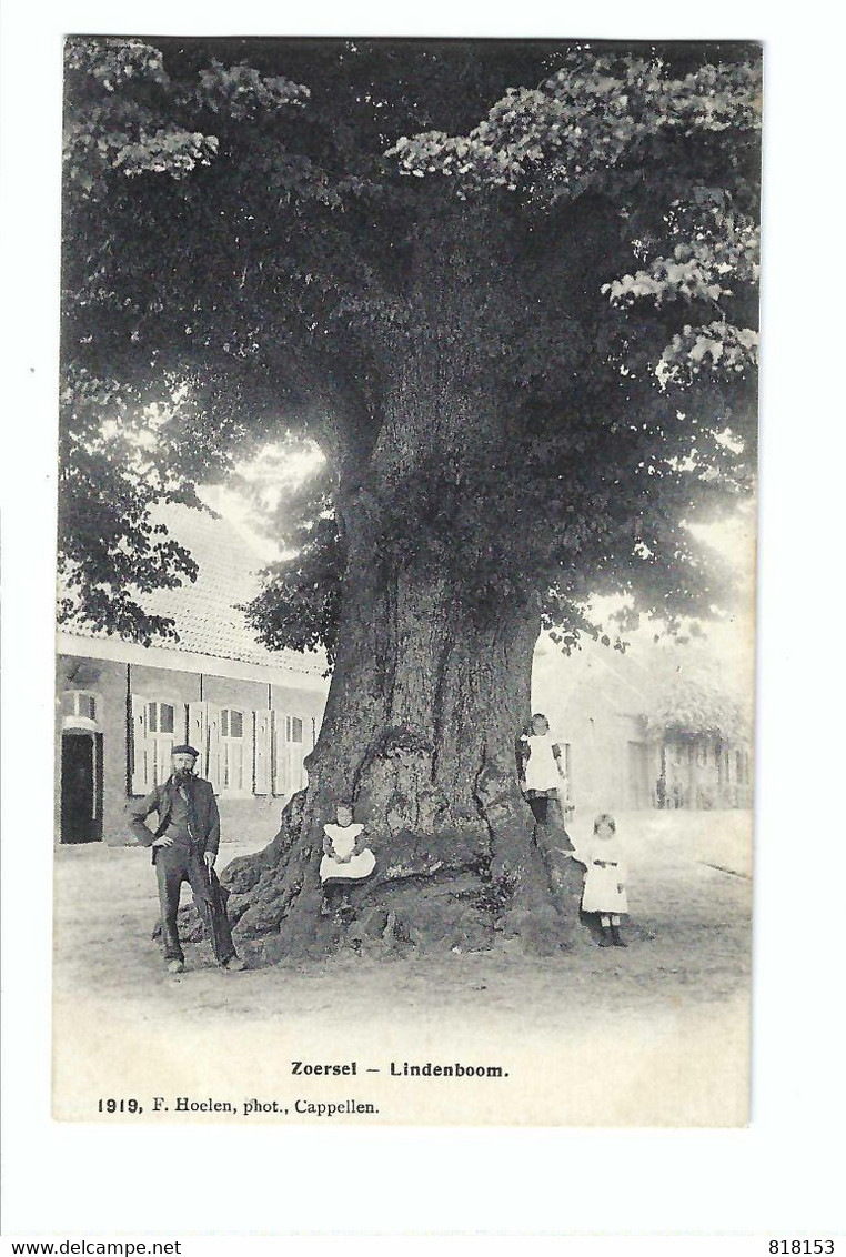 Zoersel  -  Lindenboom 1919  F Hoelen,phot, Cappellen 1919 - Zoersel