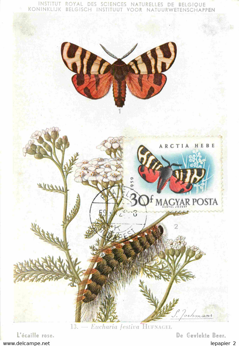 Hongrie Hungary Magyar posta Lot of 7 Maximum Cards CM Maxicard  Papillon Butterfly