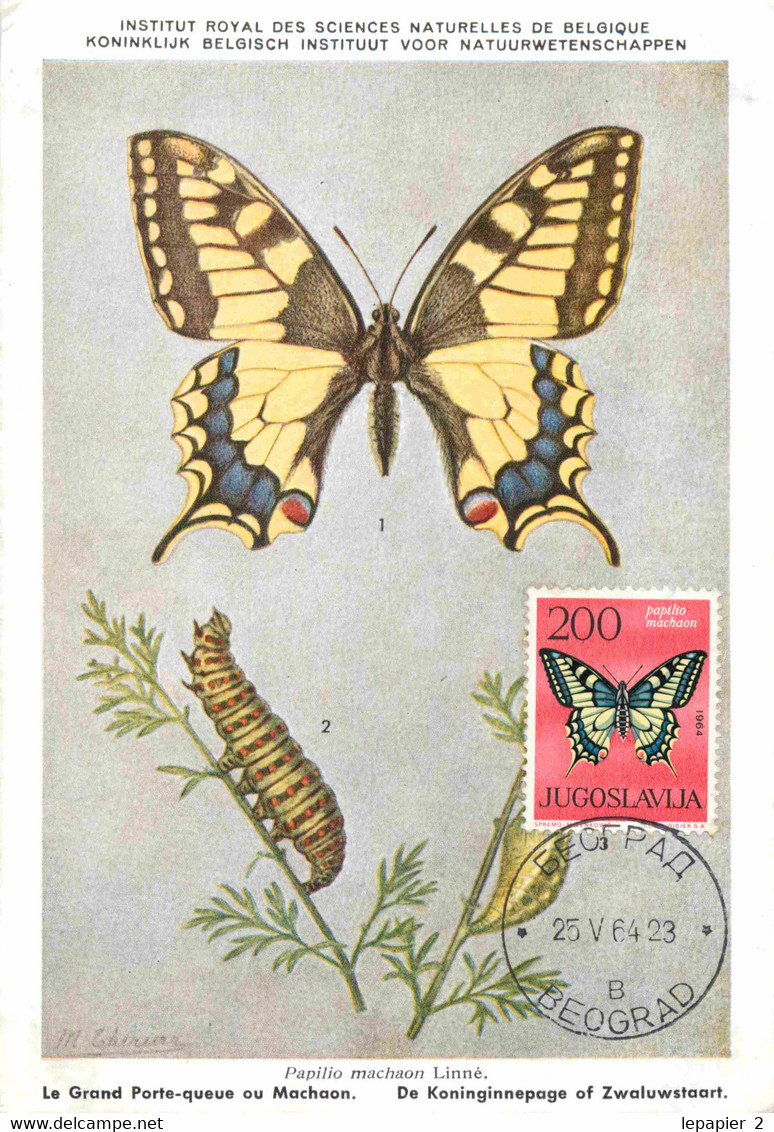 Yougoslavie Papillon Butterfly Lot De 6 Cartes Maximum Maxicard CM - Papillons