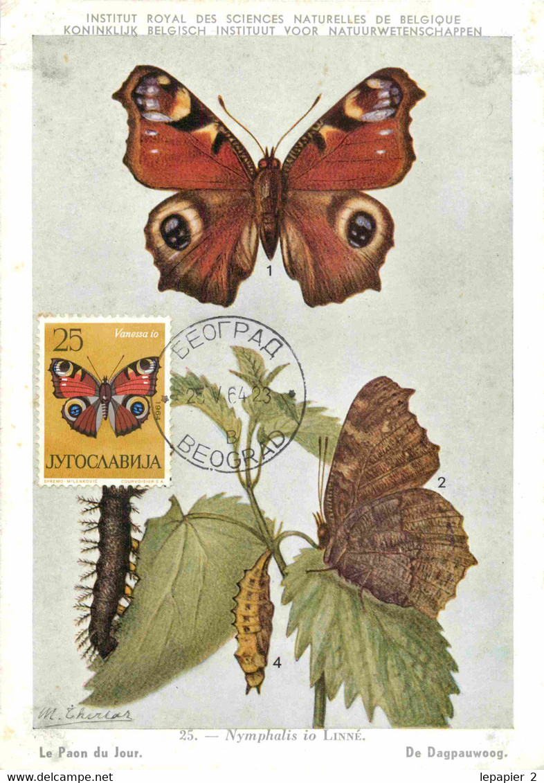 Yougoslavie Papillon Butterfly Lot De 6 Cartes Maximum Maxicard CM - Papillons