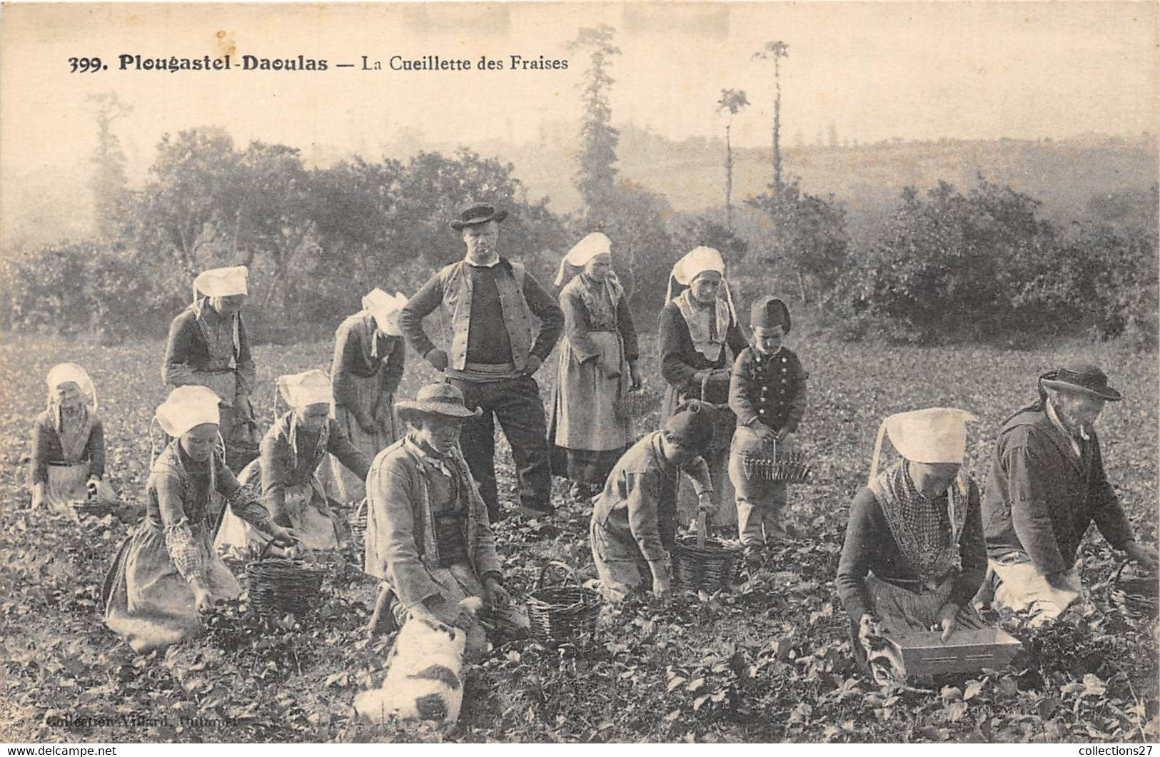 29-PLOUGASTEL-DAOULAS- LA CUEILLETTE DES FRAISES - Plougastel-Daoulas