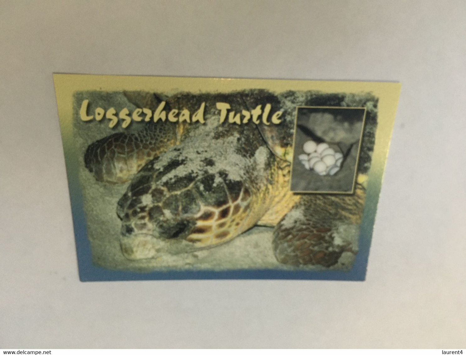 (ZZ 35)  Tortoise / Tortue Loggerhead With Egg - Schildpadden