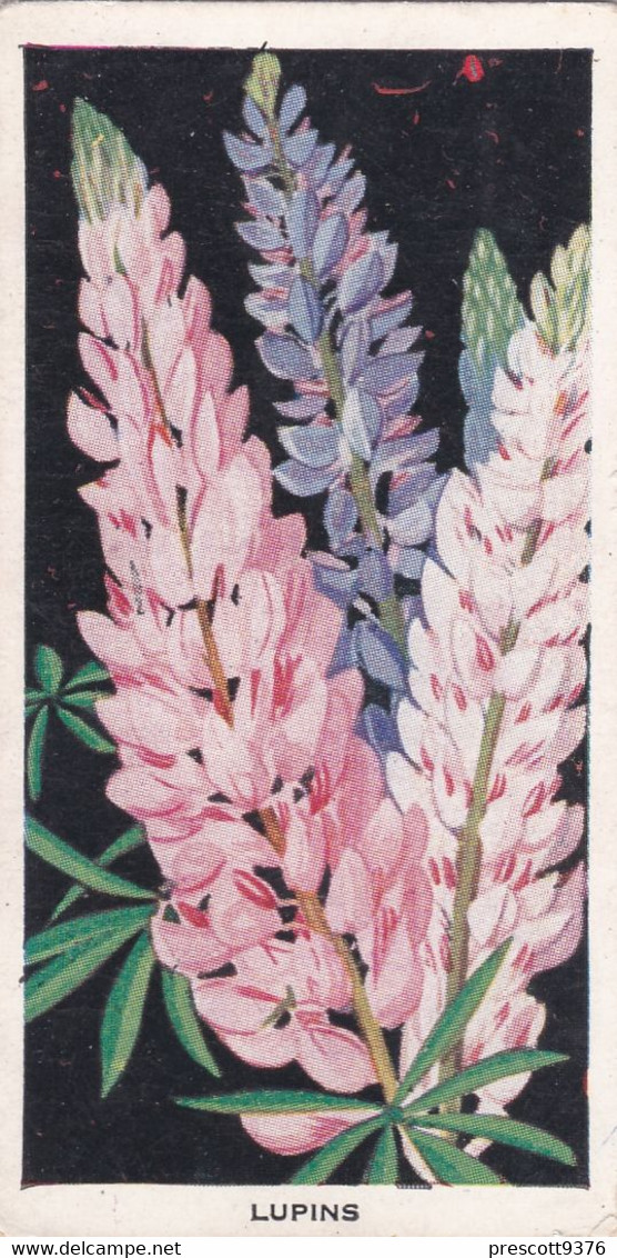 Carreras Cigarette Card - Flowers - 1936 - 6 Lupins - Player's