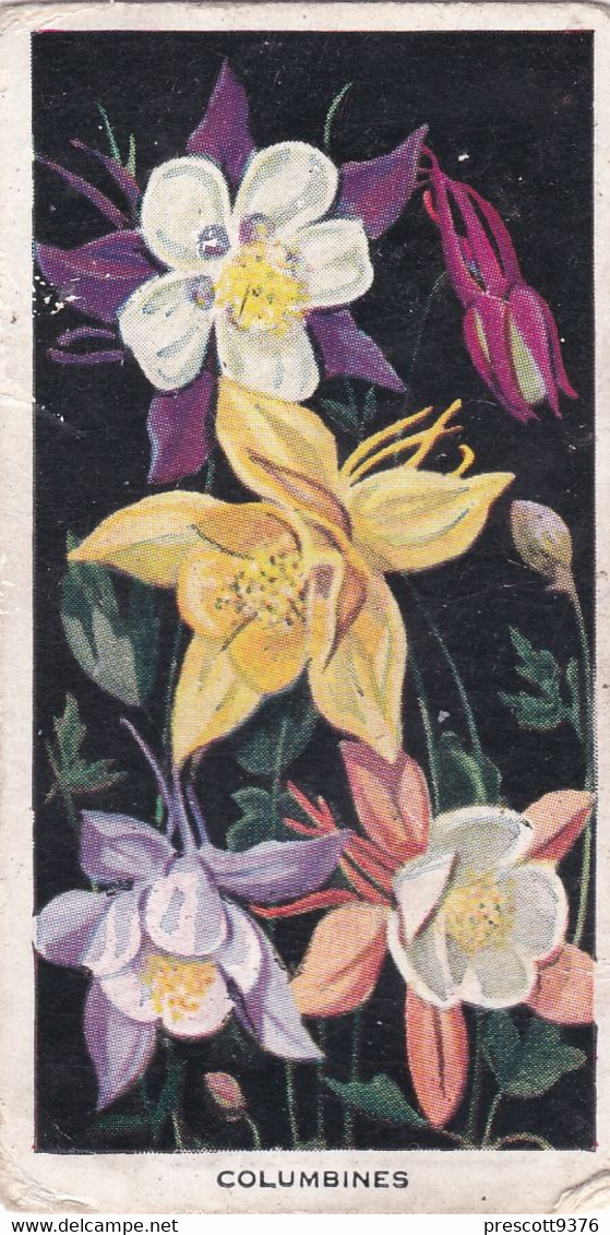 Carreras Cigarette Card - Flowers - 1936 - 22 Columbines - Player's