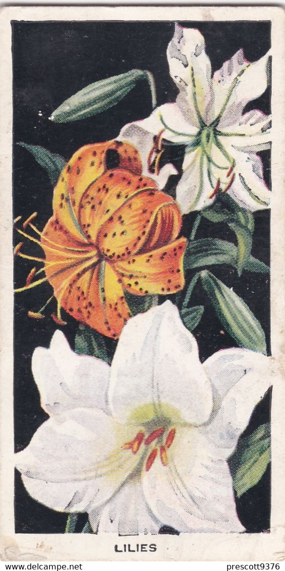Carreras Cigarette Card - Flowers - 1936 - 50 Lilies - Player's