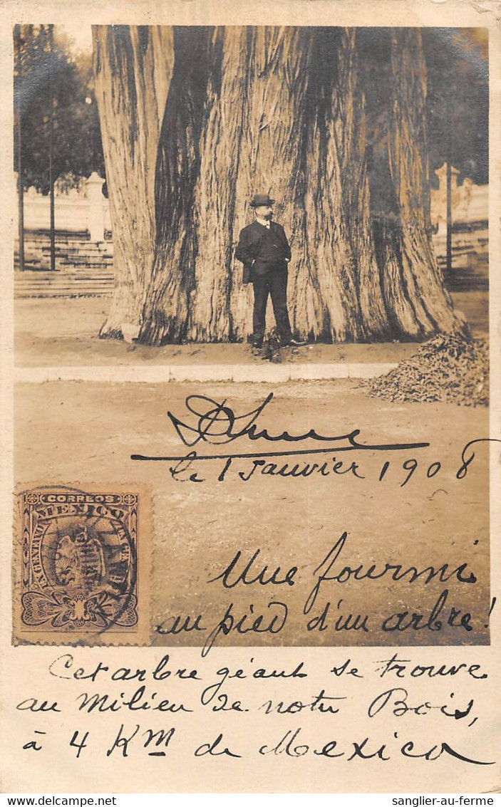 CPA MEXIQUE CARTE PHOTO UNE FORMIE AU PIED D'UN ARBRE A 4 KM DE MEXICO - Mexique