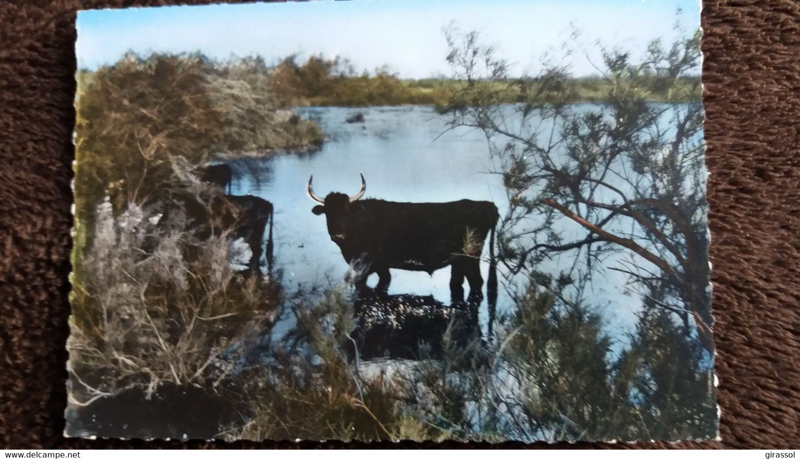 CPSM CAMARGUE TORO TAUREAU SOLITAIRE DANS LES TAMARIS ED SL - Taureaux