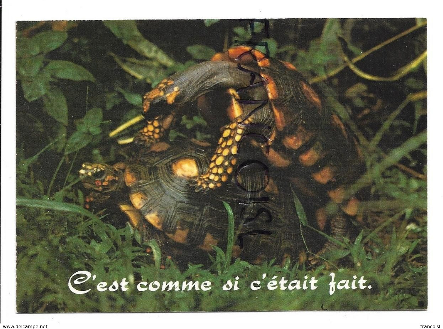 Couple De Tortues En Rut:" C'est Comme Si C'était Fait" - Tortugas