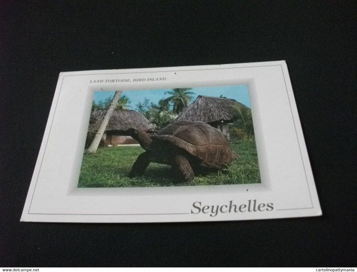 TARTARUGA LAND TORTOISE BIRD ISLAND SEYCHELLES FORI PUNTINA - Turtles