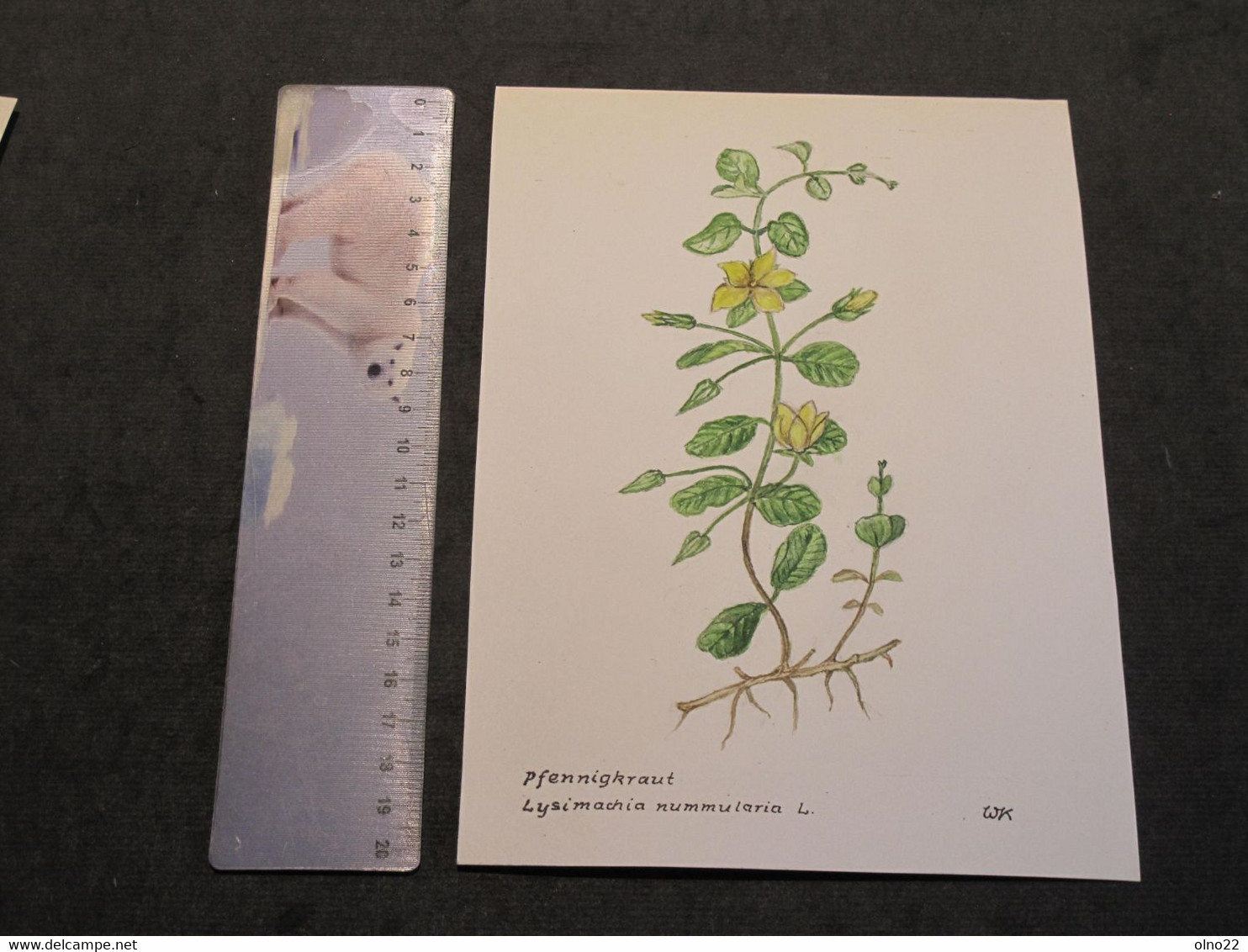 PFENNIGKRAUT - LYSIMACHIA NUMMULARIA L. - AQUARELLE/REHAUTS - MONOGRAMMEE WK - Wasserfarben