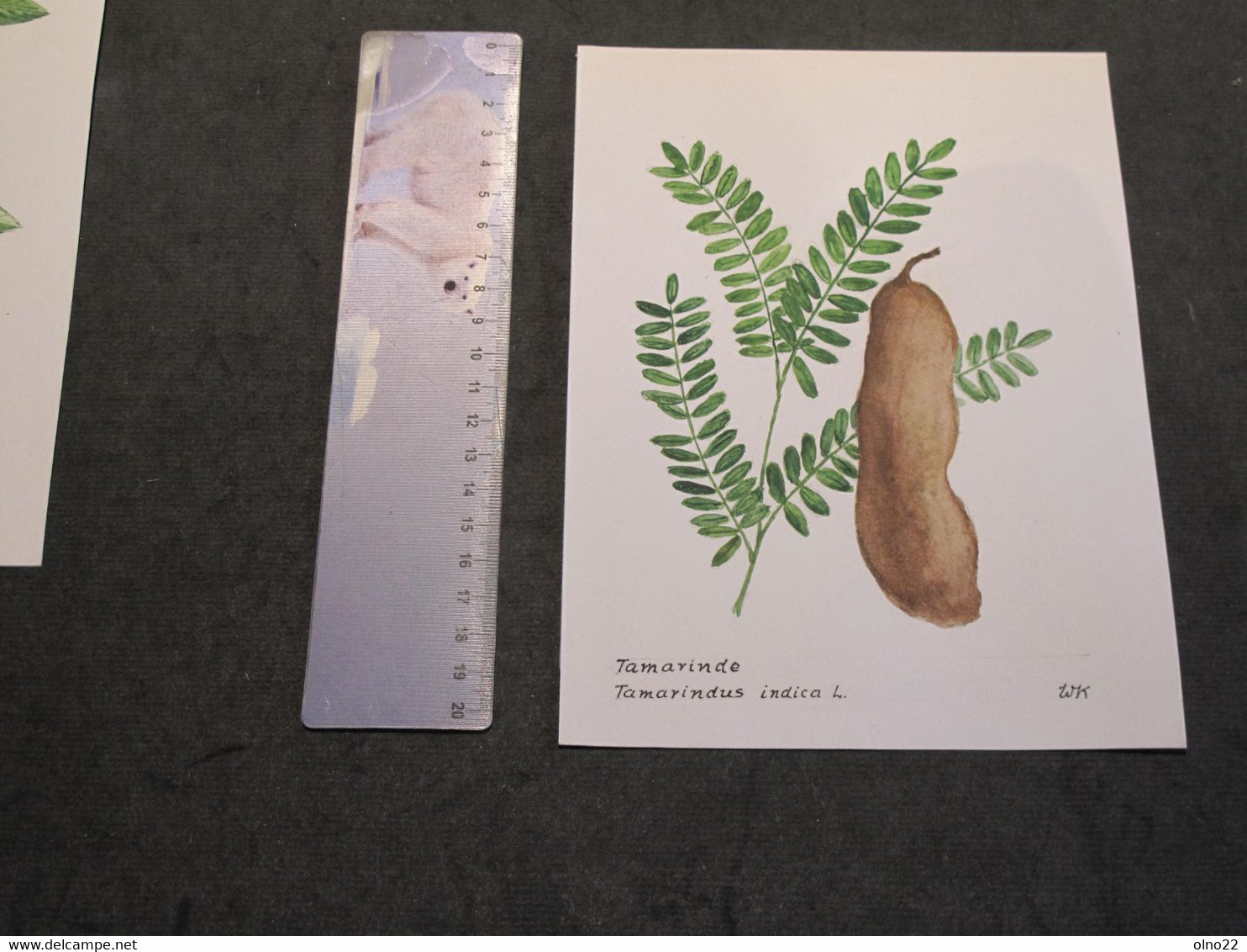 TAMARINDE - TAMARINDUS INDICA L. - AQUARELLE/REHAUTS - MONOGRAMMEE WK - Aquarelles