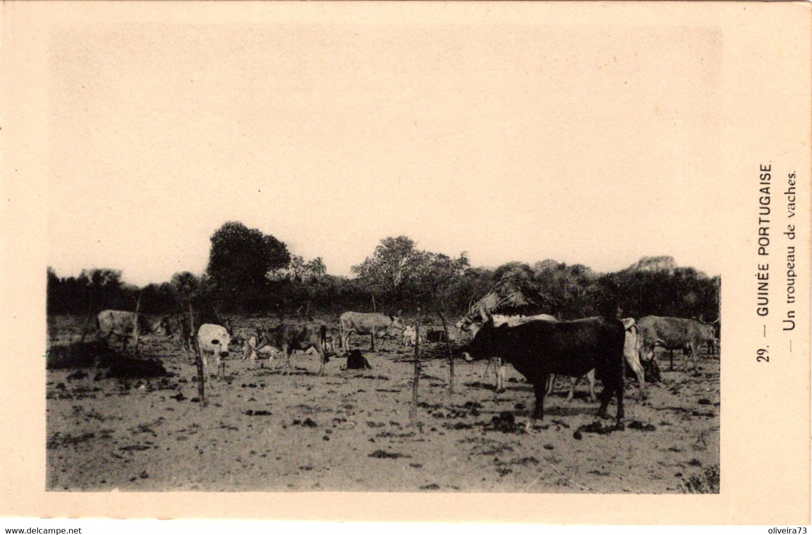 GUINÉ BISSAU - Un Troupeau De Vaches - Guinea-Bissau