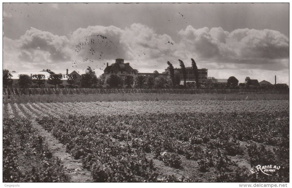 BRETIGNY SUR ORGE - Les Sorbiers Et Champs Fleuris De La Maison Clause - Bretigny Sur Orge