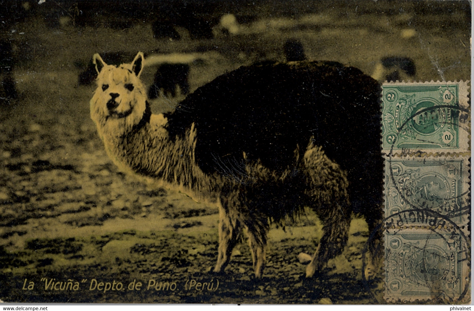 1914 PERÚ , T.P. CIRCULADA , LIMA - DUISBURG , LA VICUÑA , DPTO. DE PUNO - Pérou