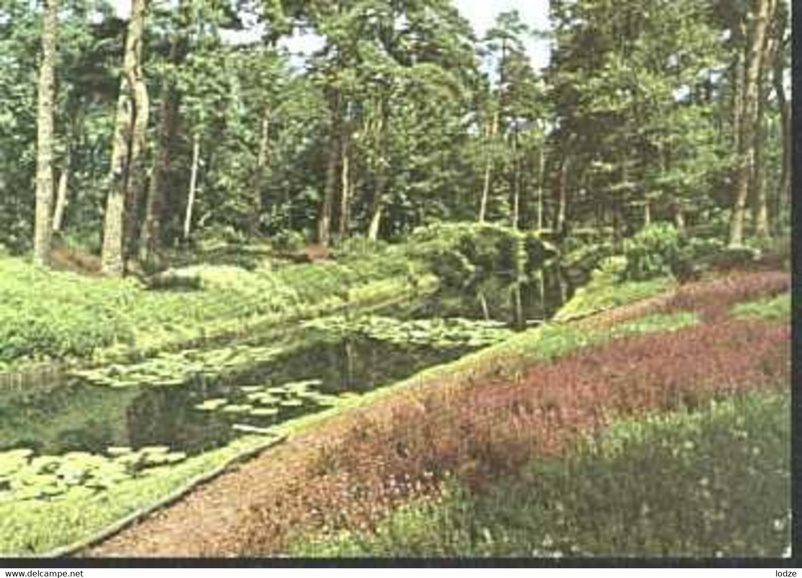 Nederland Holland Pays Bas Driebergen Met Vijver In Bos - Driebergen – Rijsenburg