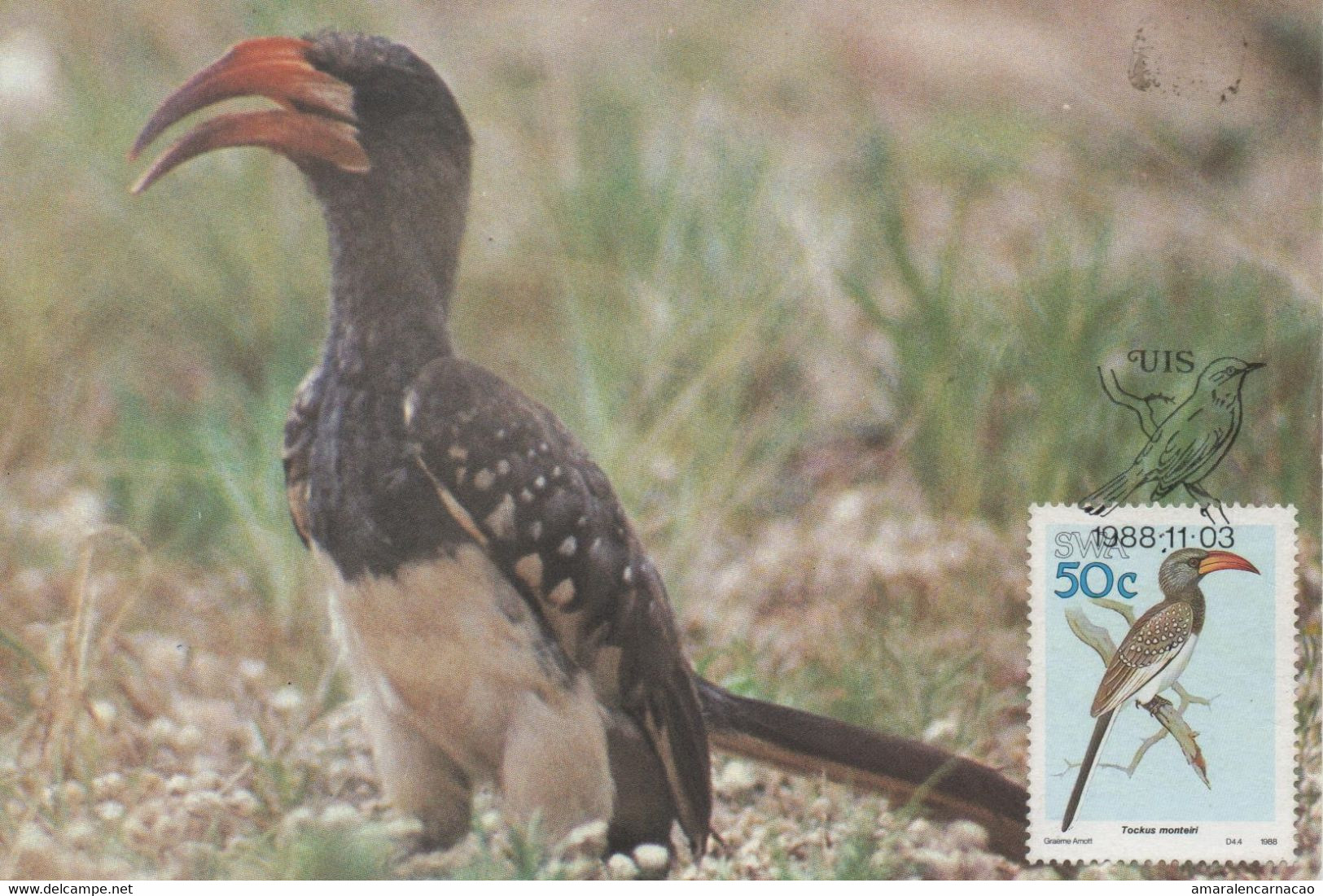 MAXIMUM CARD - MAXICARD - MAXIMUM KARTE - CARTE MAXIMUM - SOUTH AFRICA - HOMBILL OF MONTEIRO - Tockus Monteiri - Cuckoos & Turacos