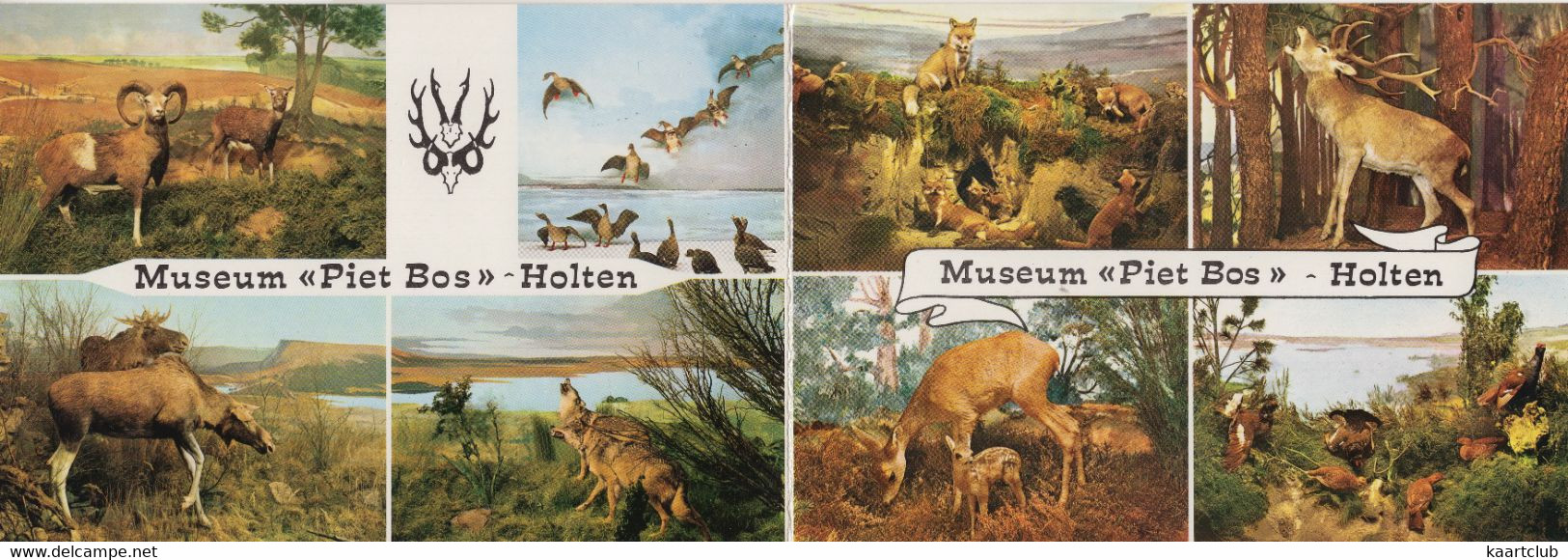 Holten (Ov.) - Natuur Historisch Museum 'Piet Bos' - Wild - (Nederland) - Dubbele Klapkaart - Holten