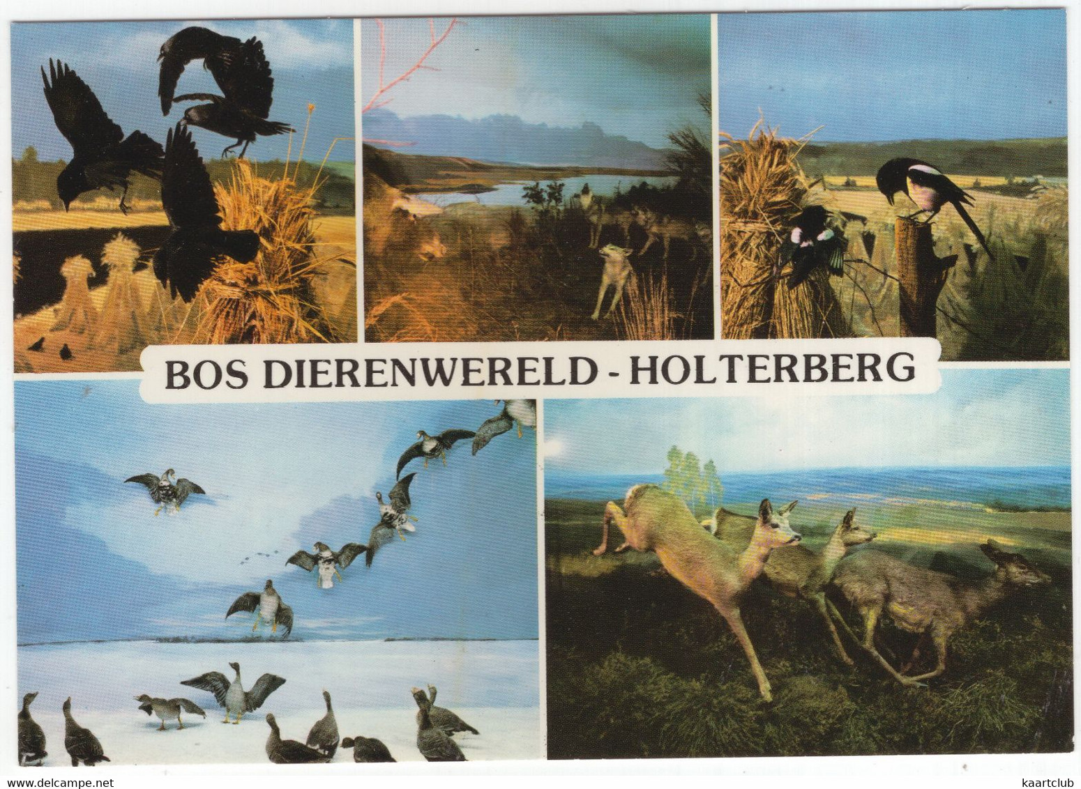 Holten (Ov.) - 'BOS DIERENWERELD' , Holterbergweg 12 - Holterberg - (Nederland) - Nr. L 6783 - Holten