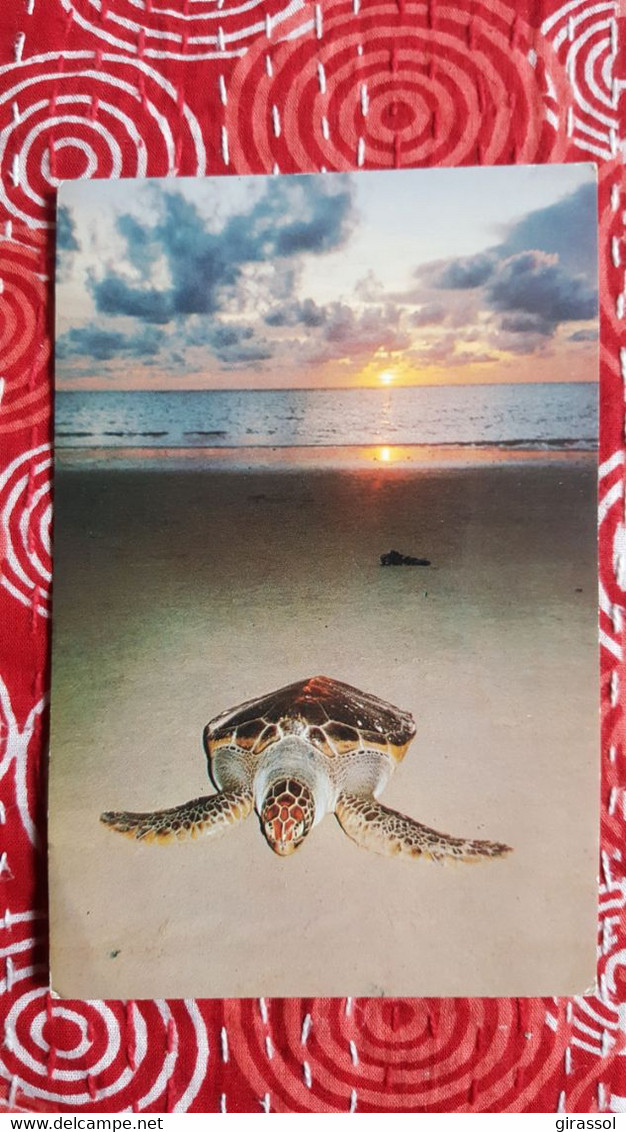 CPM TORTUE TURTLE LAY EGGS ON NAI YANG BEACH THAILAND BEAUX TIMBRES STAMPS - Schildkröten