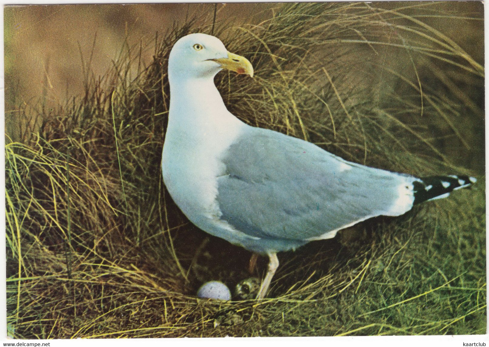 Groeten Van Het Eiland Vlieland - Zeemeeuw, Ei, Nest - (Nederland/Holland) - No. Z - (Vogel / Bird / Oiseau) - Vlieland