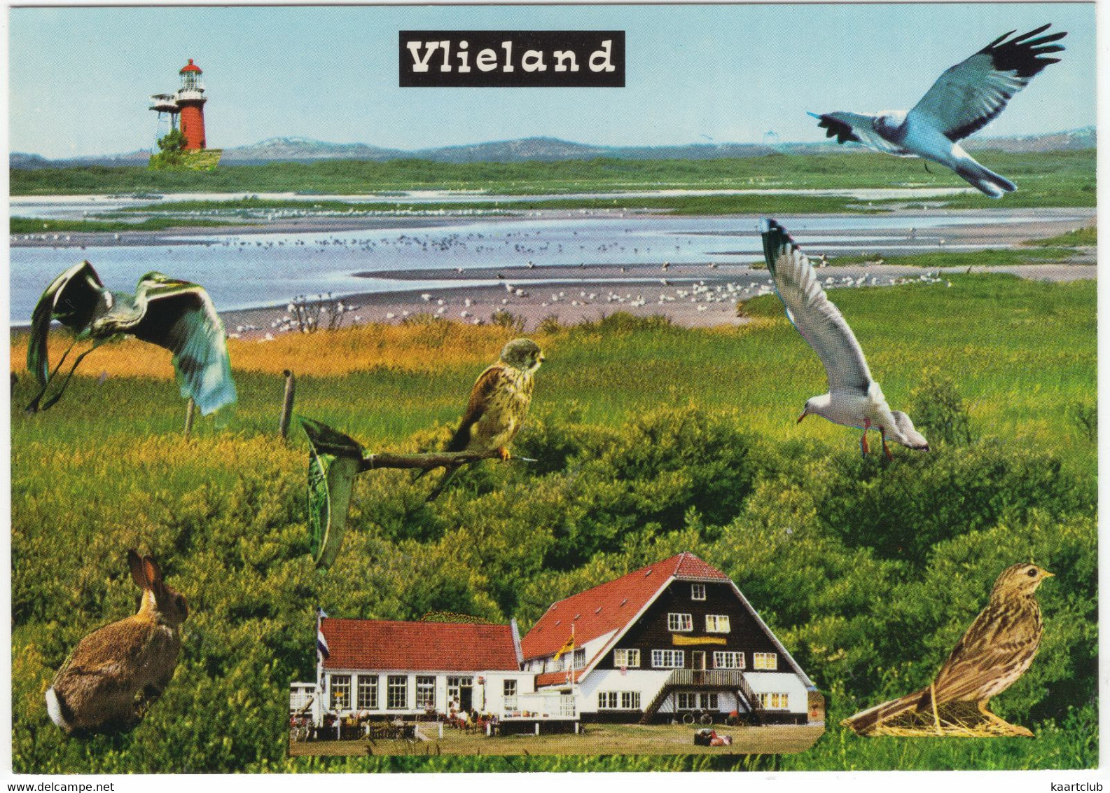 Vlieland - Dieren, Posthuis, Vuurtoren, Wad - (Nederland/Holland) - Nr. L 7756 - Vlieland