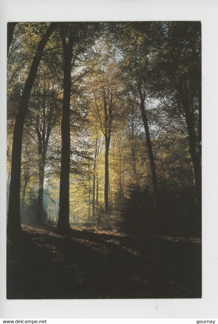 Domaine Du Château D'Harcourt - Sous-bois En Forêt à L'automne (cp Vierge) - Harcourt