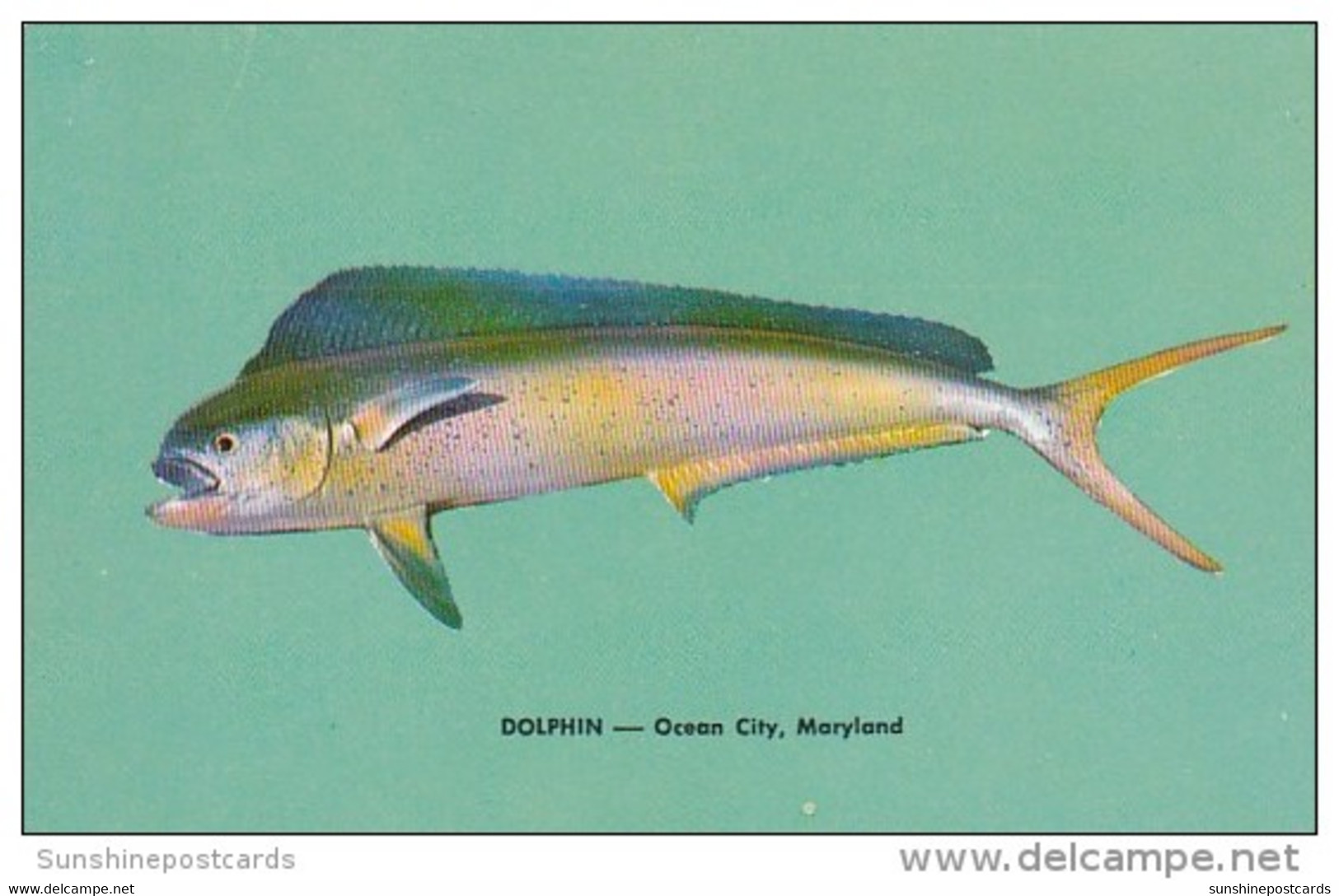 Maryland Ocean City Dolphin - Ocean City