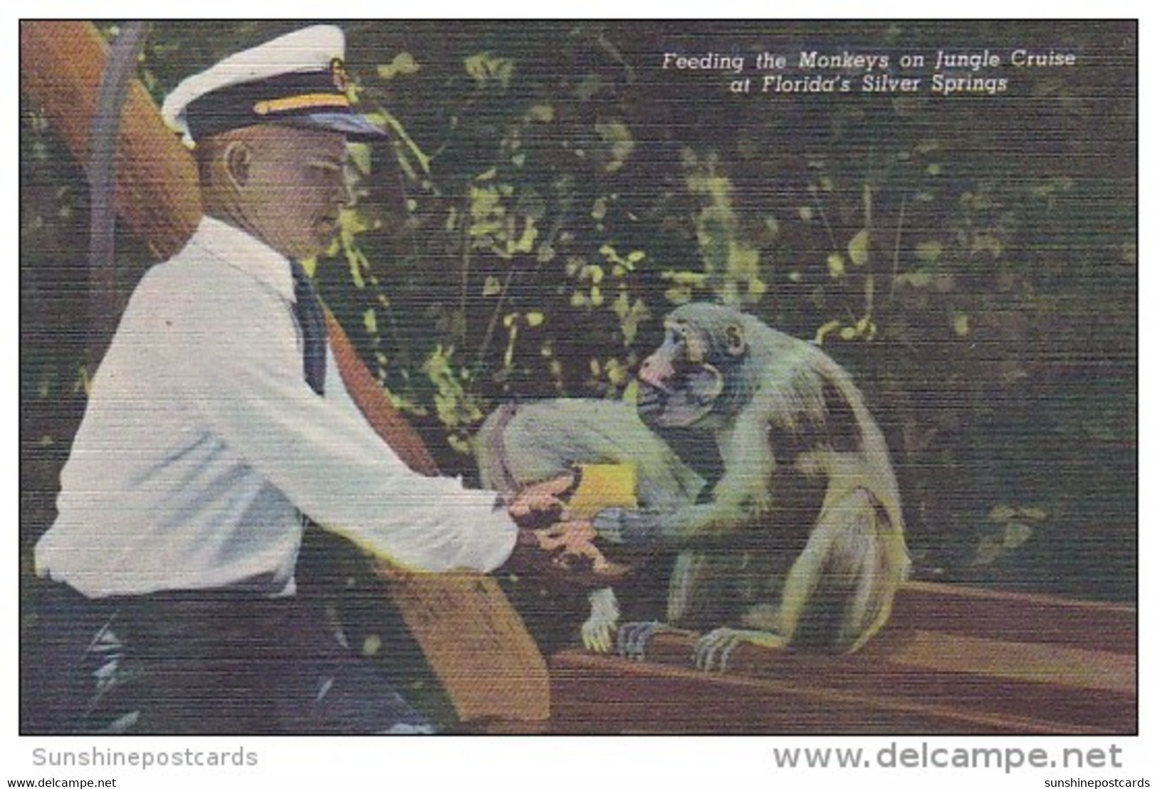 Florida Silver Springs Feeding The Monkeys On The Jungle Cruise Curteich - Silver Springs