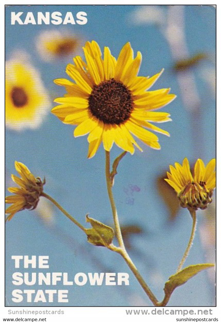 The Native Wild Sunflower Kansas City Missouri - Kansas City – Missouri