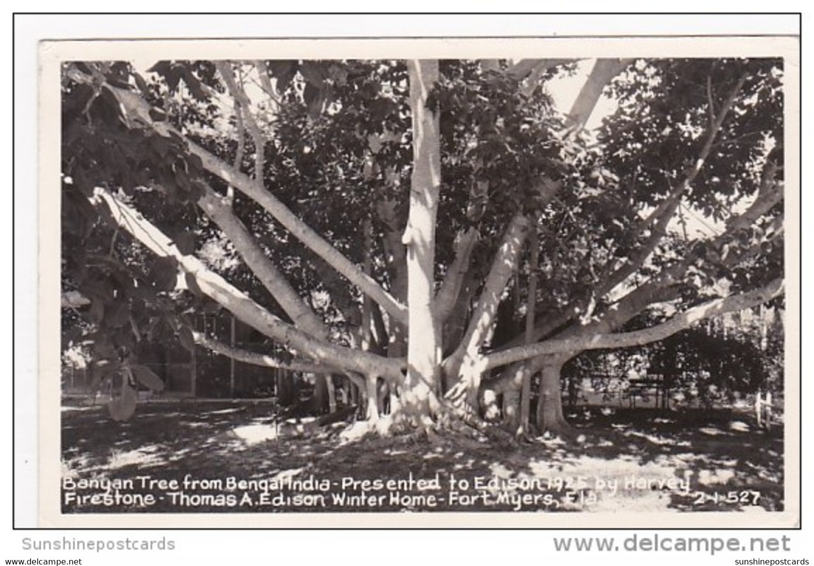 Florida Fort Myers Banyan Tree From India At The Thomas A Edison Winter Home Real Photo - Fort Myers