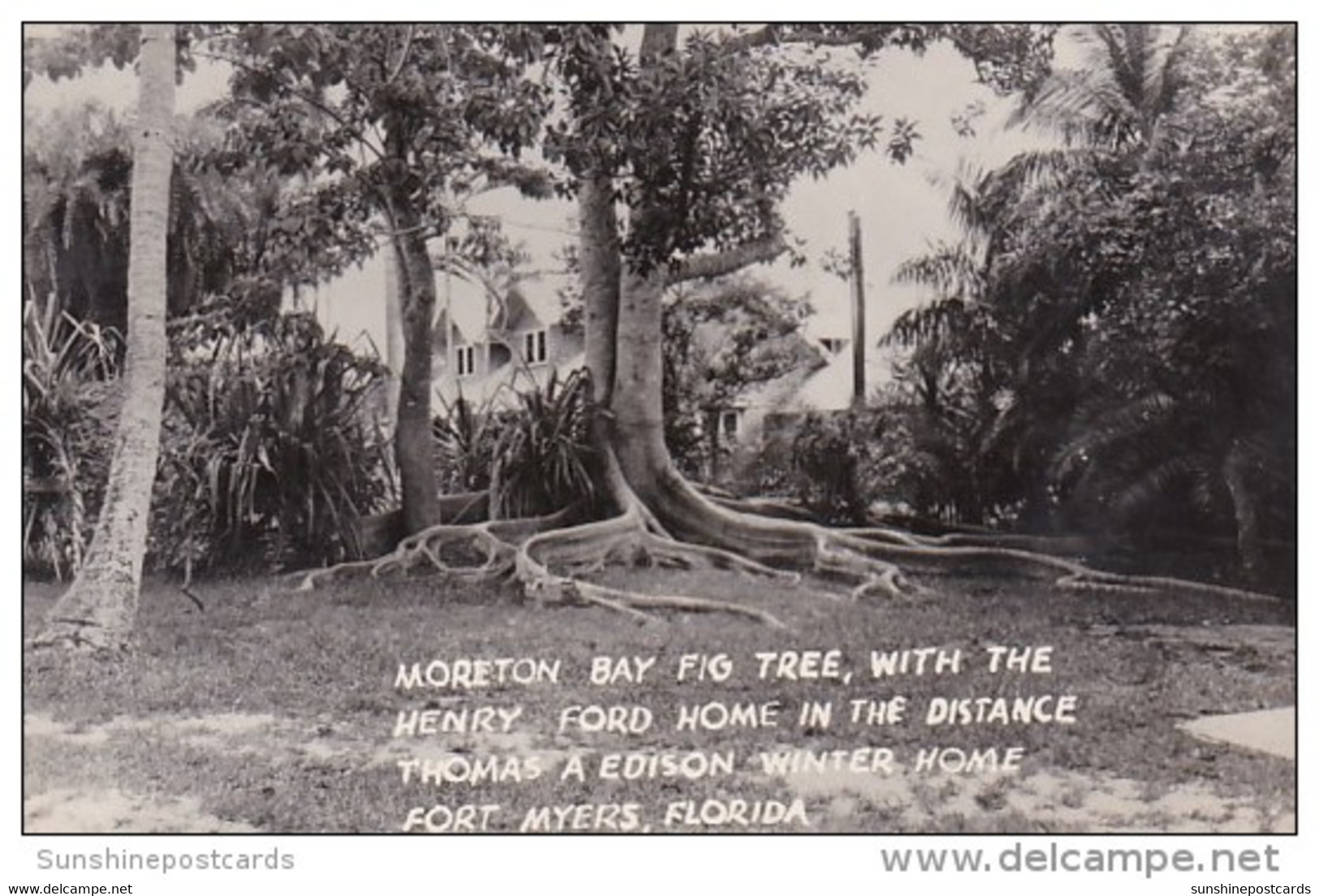 Florida Fort Myers Moreton Bay Fig Tree At The Thomas A Edison Winter Home Real Photo - Fort Myers