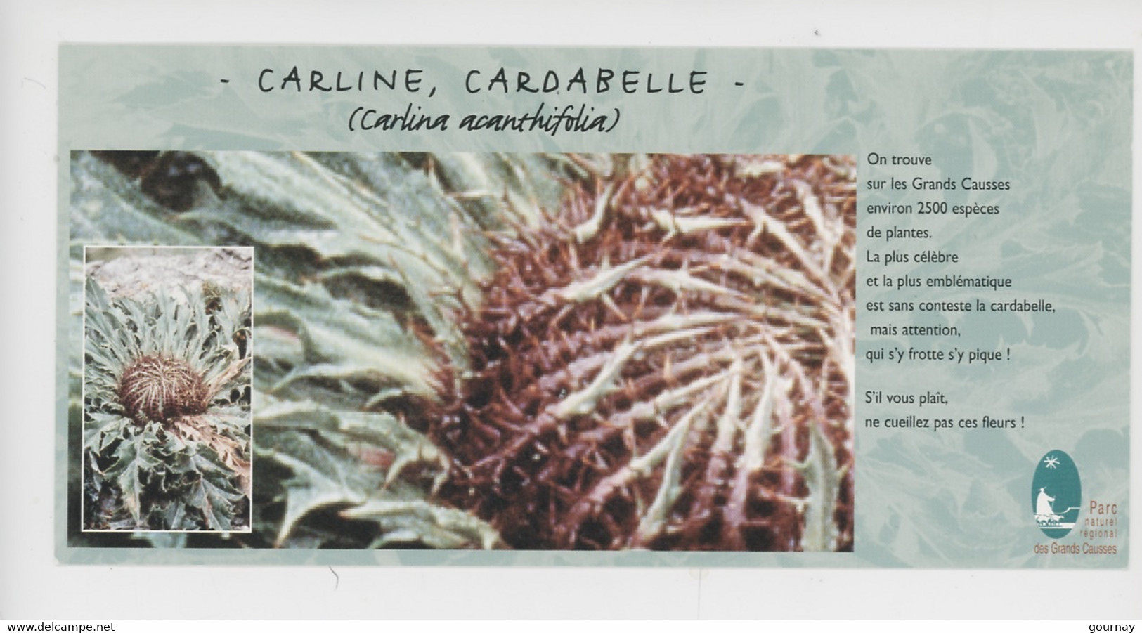 Carline, Cardabelle, Carlina Acanthifolia - Parc Naturel Régional Des Grands Causses (cp Vierge) - Geneeskrachtige Planten