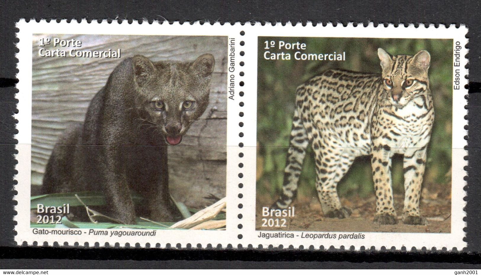 Brazil 2012 Brasil / Animals Mammals Big Cats Lions MNH Fauna Felinos Säugetiere / Cu19137  27-15 - Big Cats (cats Of Prey)