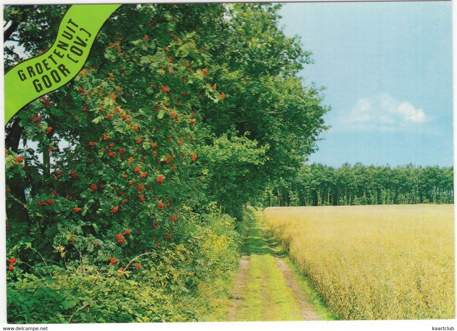 Groeten Uit Goor (Ov.) - Vlierbessen, Zandpad, Akker, Bosrand - (Nederland/Holland) - Nr. AR 4 - Goor