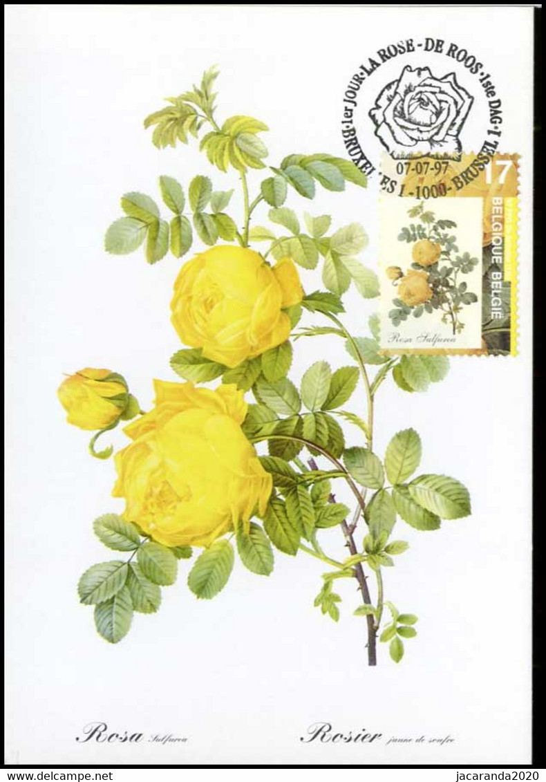 2709 - MK - Zwavelgele Roos - Rosa Sulfurea #2 - 1991-2000