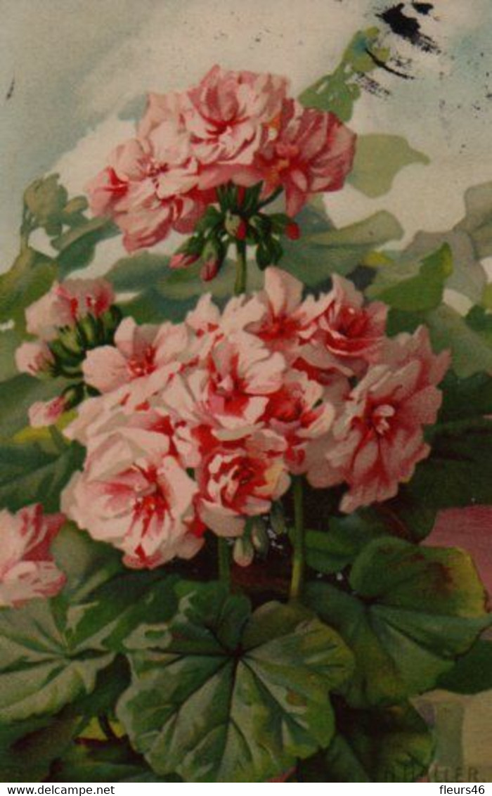 Illustrée MB Signée A. HALLER . Une Belle Branche De Geranium - Haller, A.