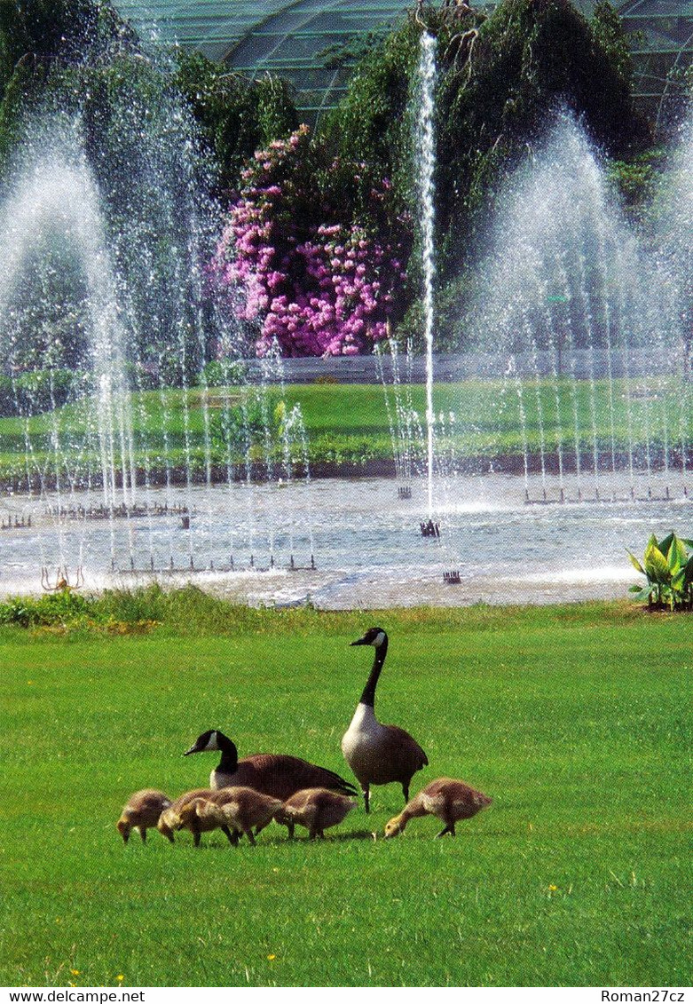 Vogelpark Walsrode (Bird Park), Germany - Goose - Walsrode