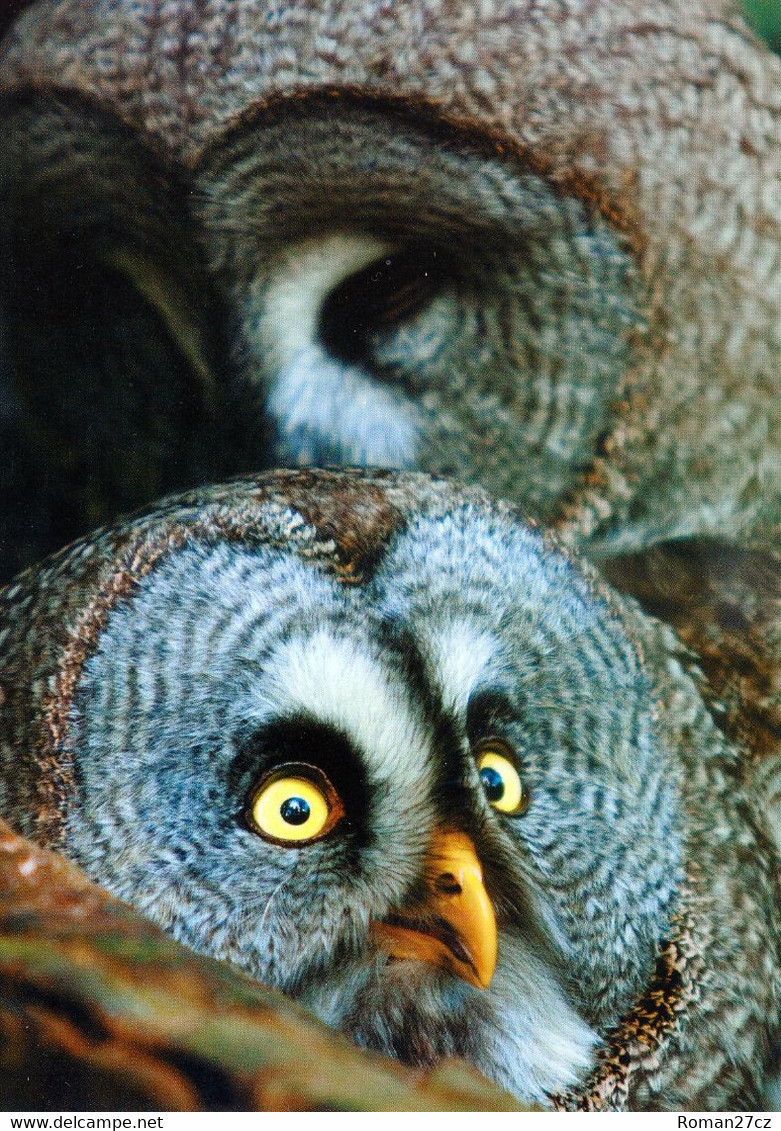 Vogelpark Walsrode (Bird Park), Germany - Great Grey Owl - Walsrode