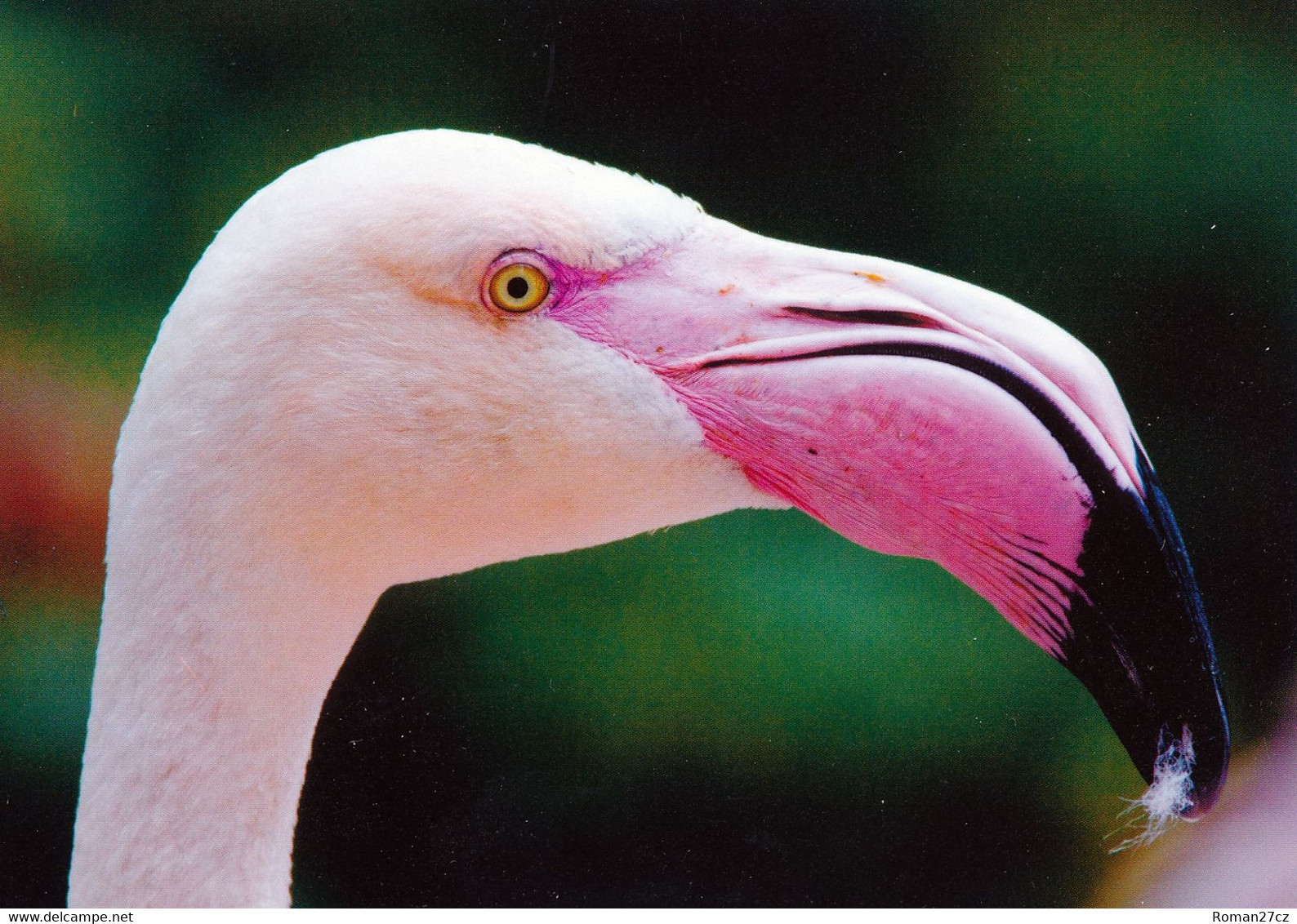 Vogelpark Walsrode (Bird Park), Germany - Flamingo - Walsrode