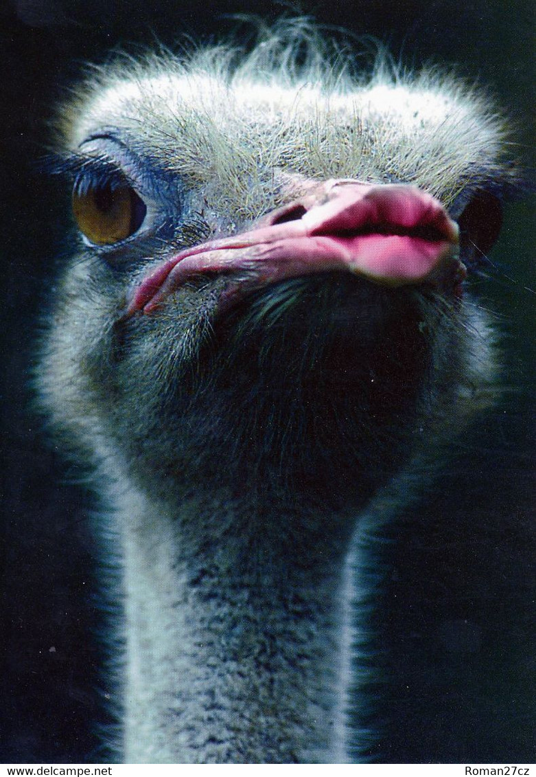 Vogelpark Walsrode (Bird Park), Germany - Ostrich - Walsrode