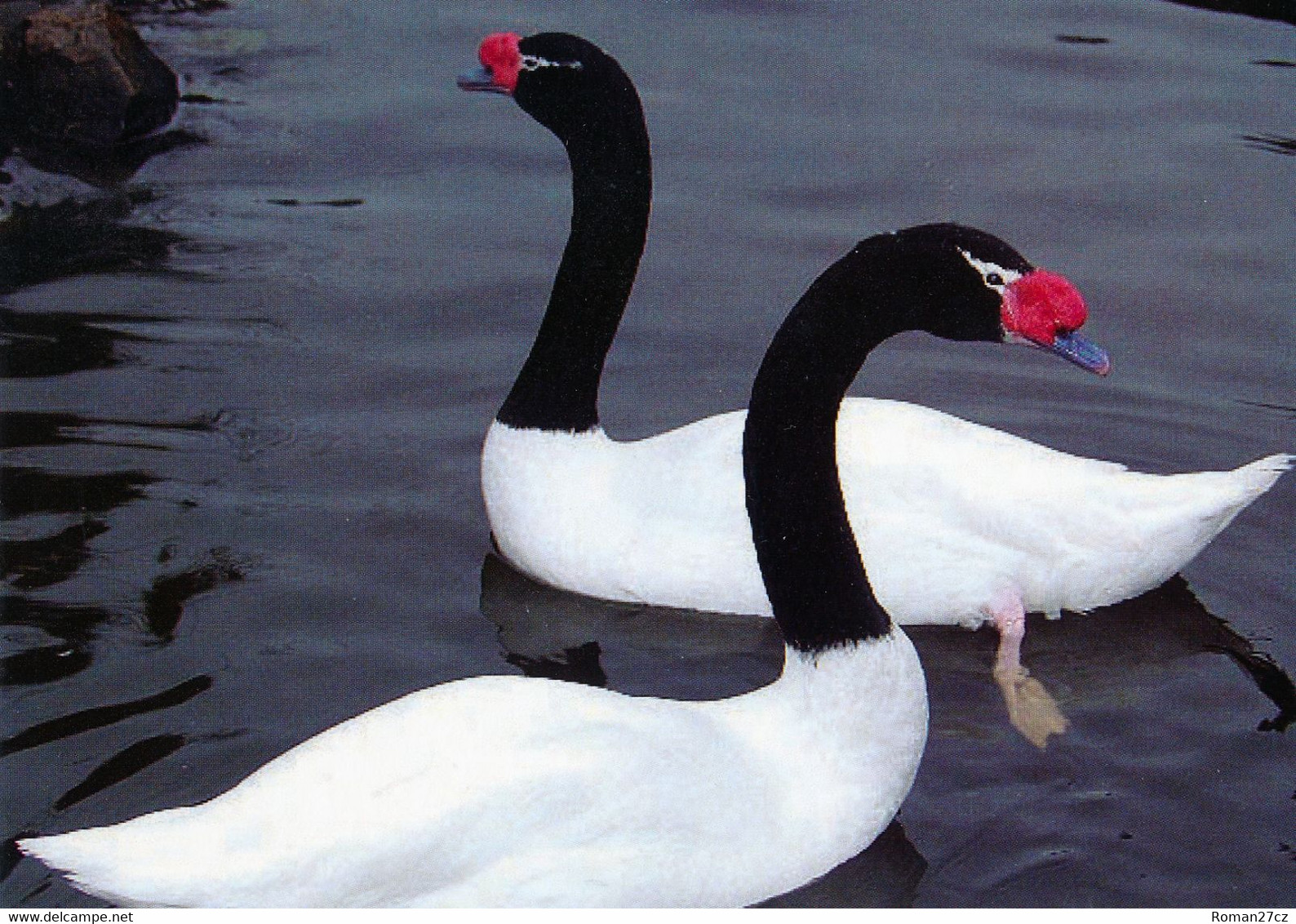 Vogelpark Walsrode (Bird Park), Germany - Black-neked Swan - Walsrode