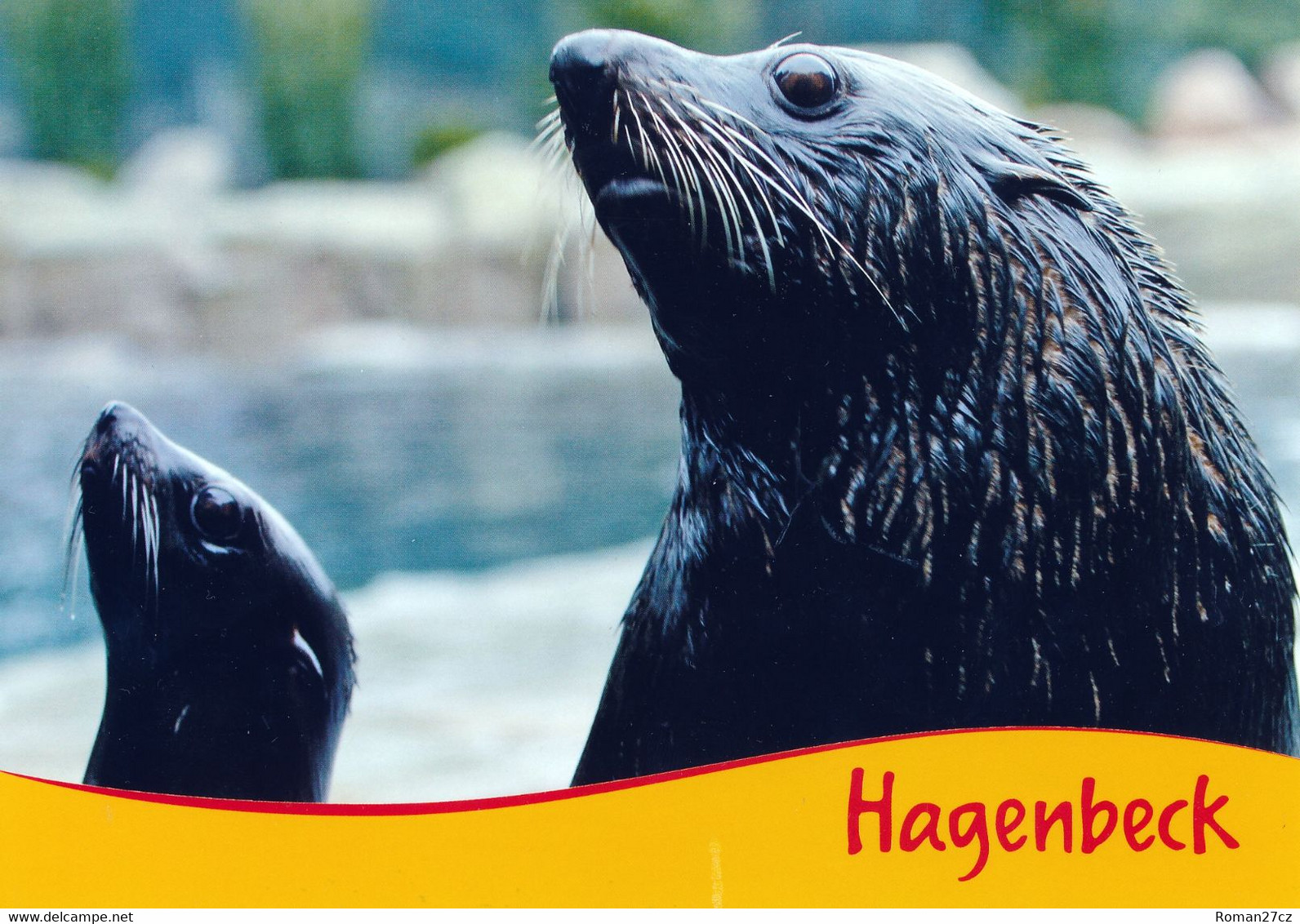 Hagenbeck Tierpark Hamburg, Germany - South American Fur Seal - Stellingen